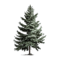 Green spruce tree isolated png