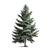 Grün Fichte Baum isoliert png