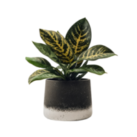 Home Plant in Pot png