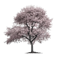 Cerise fleur arbre isolé. png