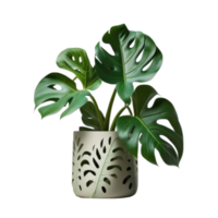 Home Plant in Pot png