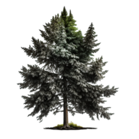 Green spruce tree isolated png