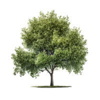 verde natural árbol aislado. png