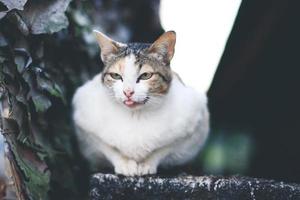 linda gato disfrutar y relajarse en terraza con natural luz de sol foto