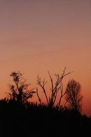 Silhouette Dead trees die in the dark of sunset and Scary and gloomy. Haloween concept. photo