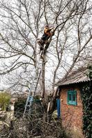 arborist saws branches of old tree at backyard photo