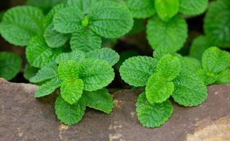 Episcia Plant with Green Leaf in The Garden photo