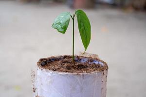 Closeup of a sapling plant in a pot. Environmental conservation concept photo