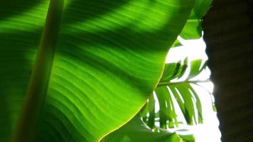 green and shady banana tree leaves video