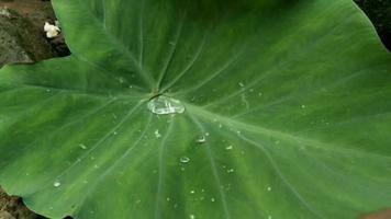 An water on taro leaf video