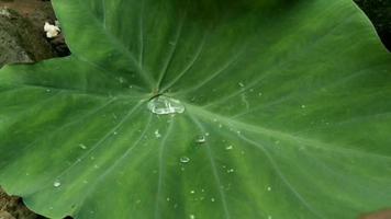 un acqua su taro foglia video