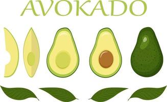 Illustration of an avocado. Avocado set with leaves vector