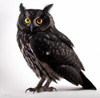 Black owl portrait, photo studio on white background,