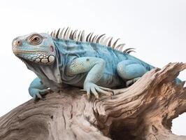 estudio retrato de un azul iguana en un árbol rama. aislado en blanco antecedentes. ai generativo foto