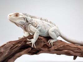 Studio portrait of white iguana on a tree branch. isolated on white background. photo