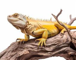 Studio portrait of a yellow iguana on a tree branch. isolated on white background. photo