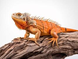 Studio portrait of an orange iguana on a tree branch. isolated on white background. photo