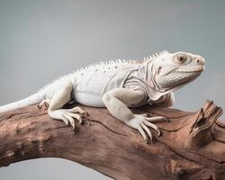 Studio portrait of white iguana on a tree branch. isolated on white background. photo