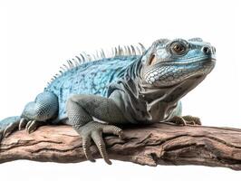Studio portrait of a blue iguana on a tree branch. isolated on white background. photo