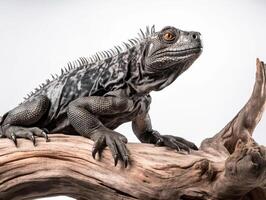 Studio portrait of black iguana on a tree branch. isolated on white background. photo