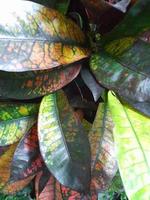 Croton. Croton leaves. Houseplant Croton. Floral background for a postcard photo