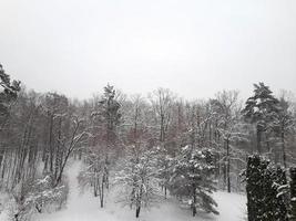 Winter forest. Winter landscape with trees. Snow in the forest photo