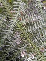 Green plants. Indoor green plant. Green plant background photo