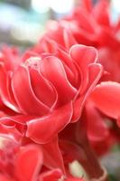 Beautiful red flower close up photo