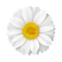 bianca fiore isolato png