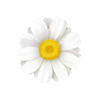 bianca fiore isolato png