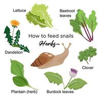 Guide how to feed snails. Herbs that snail can eat. Vector design for pet stores, snail care websites and  products.