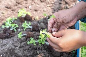 de cerca granjero hembra mano plantando brote con el verde lechuga en fértil suelo. foto
