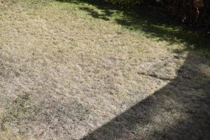 Dry Lawn in Summer photo