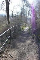 Forest Path in Late Winter photo