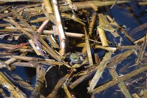 Male Natterjeck Toad photo