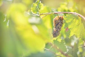 Ripe white grapes in vineyard. Autumn, harvest time photo