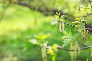 Blooming fraxinus or ash tree branch photo