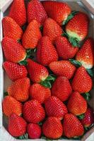 Fresh harvested strawberries background photo