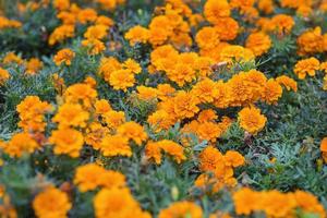 Marigold yellow summer flower or tagetes background photo