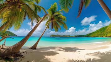 A beach with palm trees and turquoise water. photo