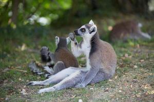 Group of Ring tailed lemurs photo