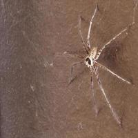 Huntsman Spider on a wall photo