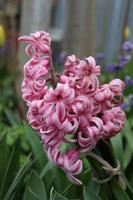 A bouquet of pink hyacinth in a local man's garden photo