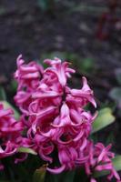 A bouquet of pink hyacinth in a local man's garden photo