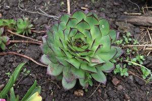 un cactus flor situado en un jardín con algunos detalles foto