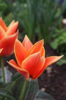 un ramo de flores de pequeño rojo tulipanes encontró en un local ambiente foto