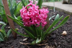 A bouquet of pink hyacinth in a local man's garden photo