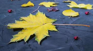 Maple leaf on the concrete background. Bright yellow maple leaf closeup. photo