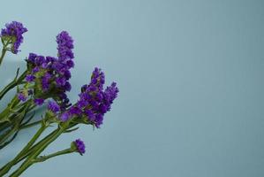 Wavyleaf sea lavender, Statice, Limonium. Blue flower closeup. Beautiful wildflowers. photo