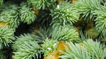 Selective focus nature picture. Closeup photo of green needle pine tree. Small pine cones and raindrop on the branches. Blurred pine needles in background